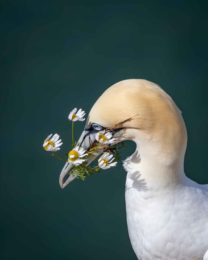 photograph of a ganet with daisys in its beak