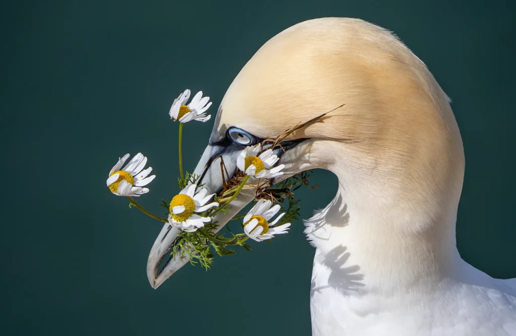 Gannet at Bempton Cliffs, Ross McCLean
