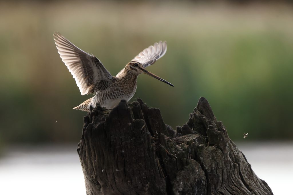 Snipe at Tophill Low - Michael Rusling