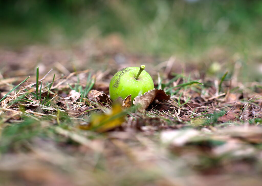 photograph of a green apple on the woodland floor
