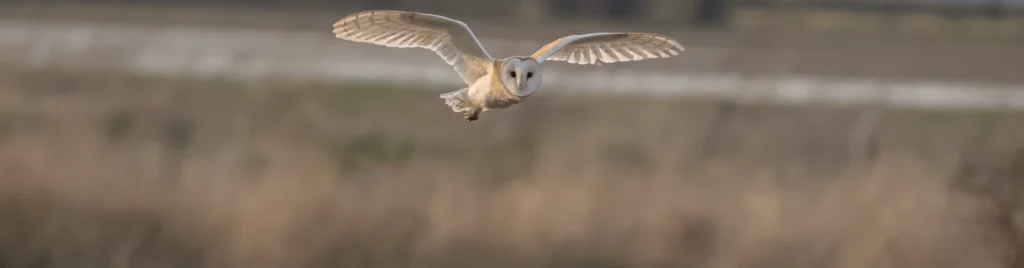 Barn Owl at Noddle Hill Nature Reserve, Matthew Morgan