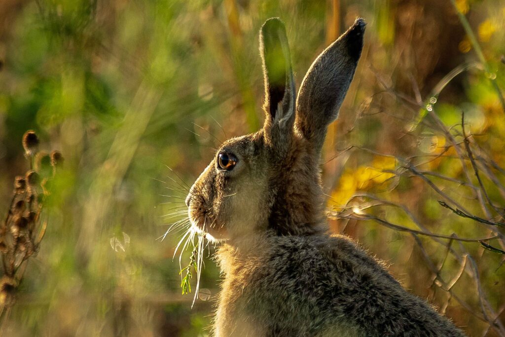 Brown Hare at North Cliffe, John Boradley
