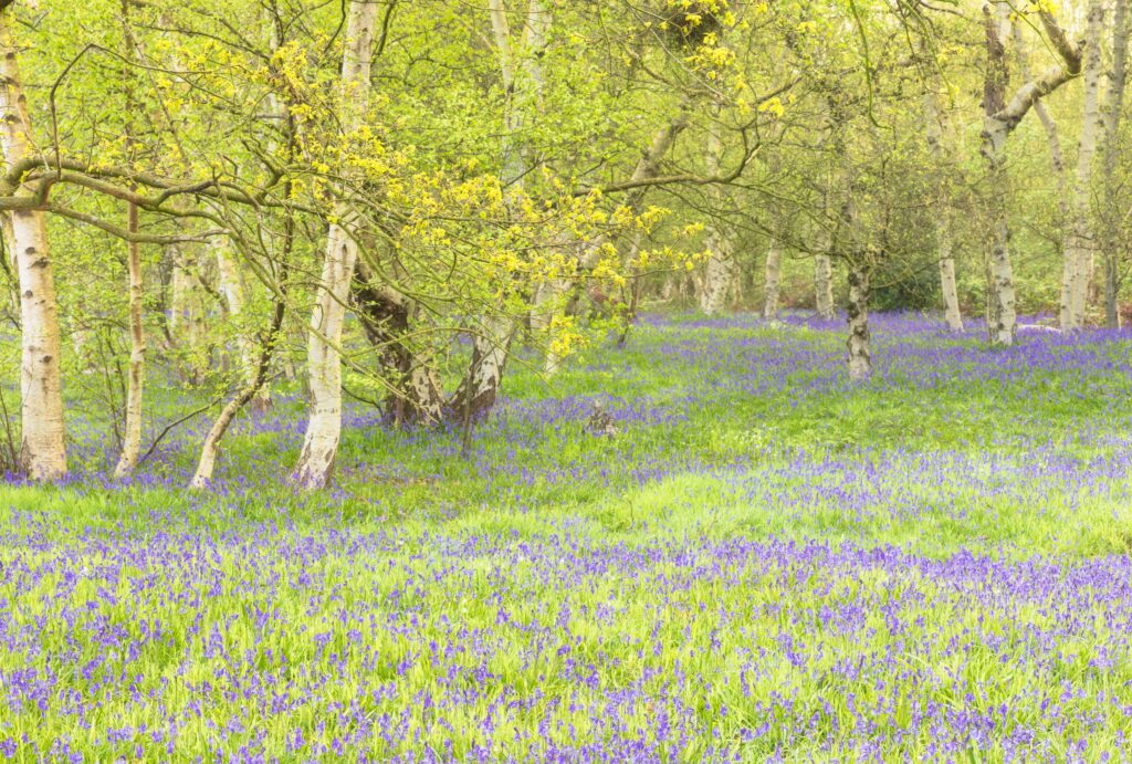 photograph of flowers and trees