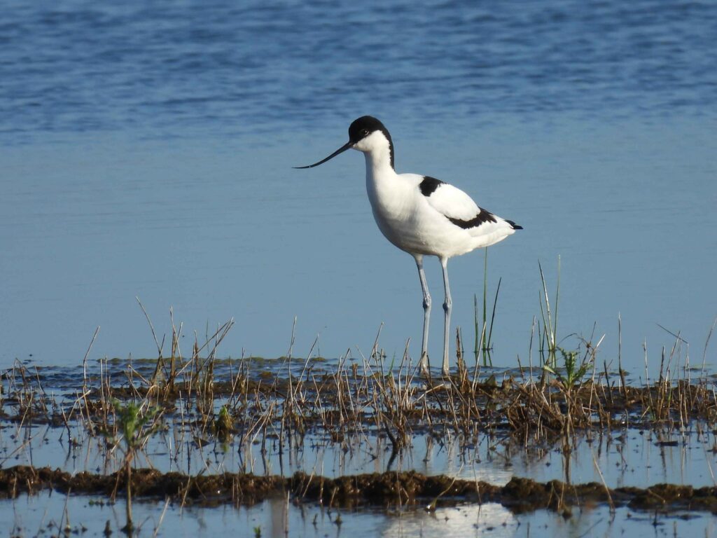 Avocet at Outstrays Marshland, Verity Glass