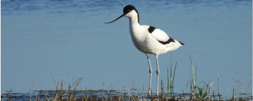 Avocet at Outstrays Marshland, Verity Glass