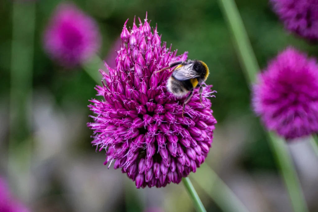 photograph of a bee on a purple flower