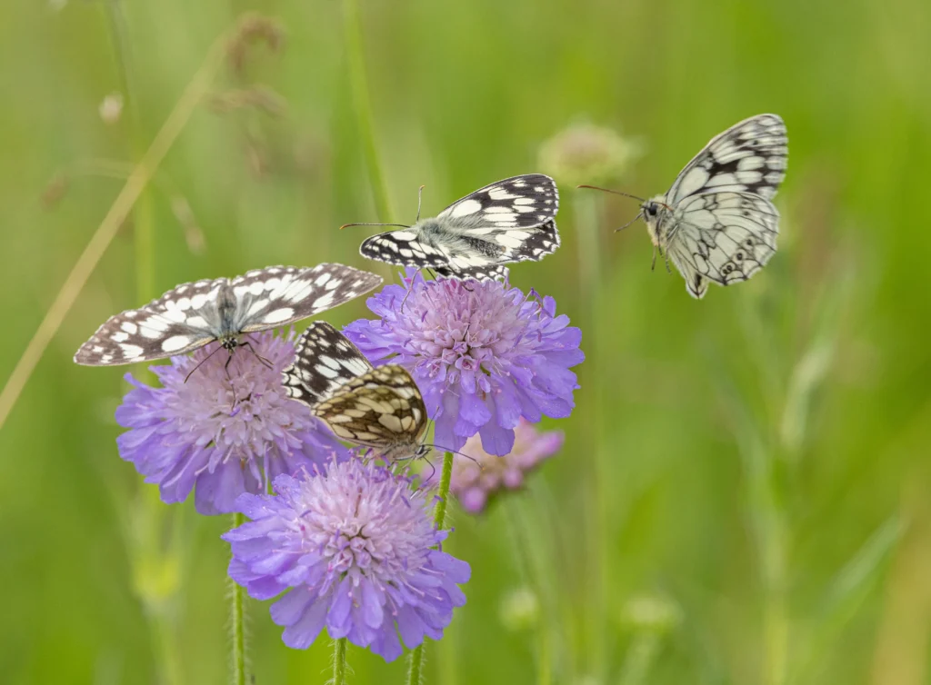 photograph of butterflies on purple flowers