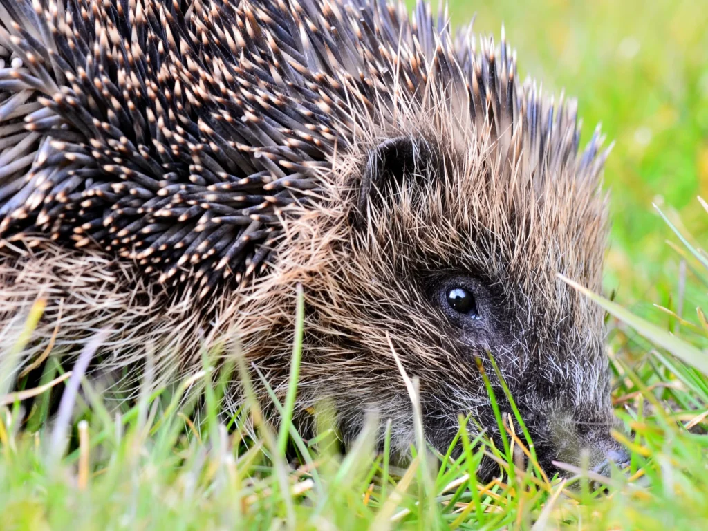Hedgehog