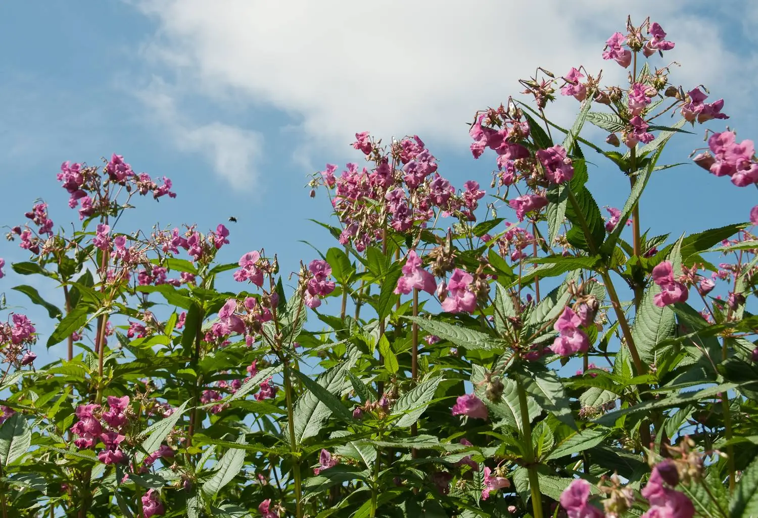 Himalayan Balsam 3