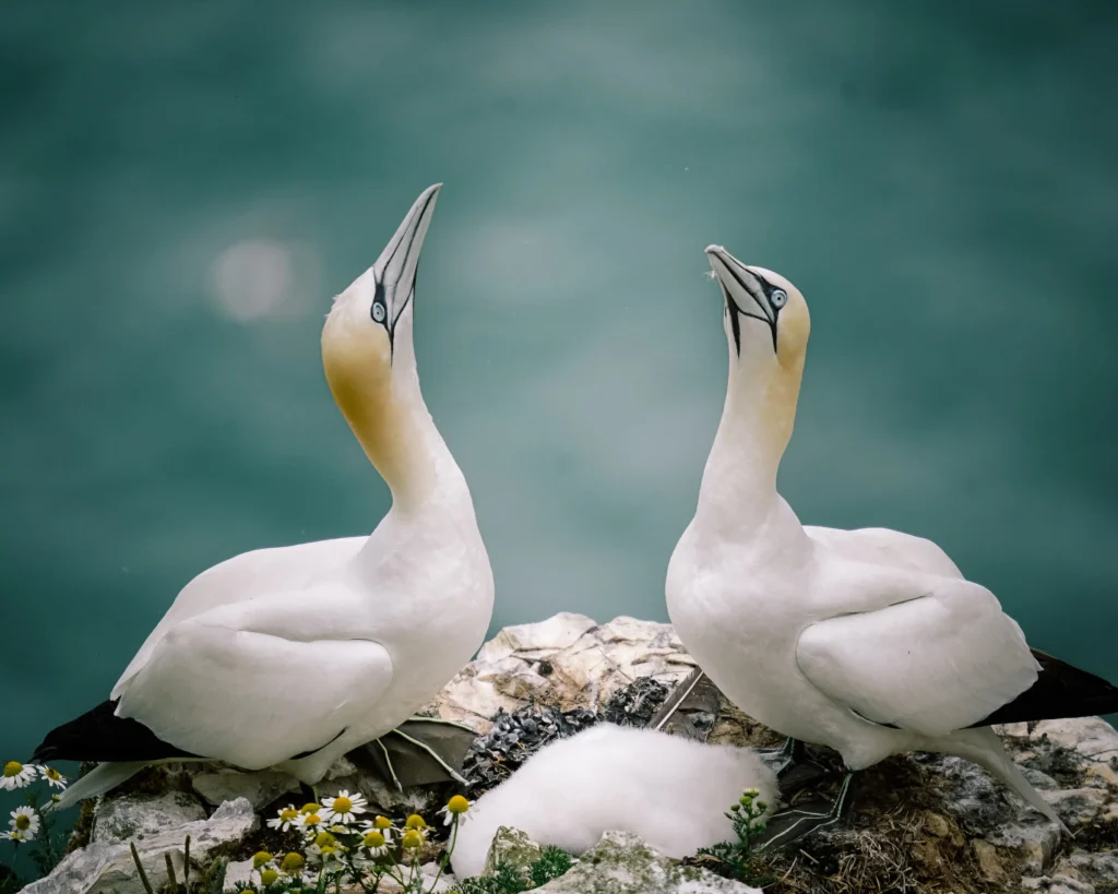 Gannets at Bempton Cliffs, Joshua Anderson
