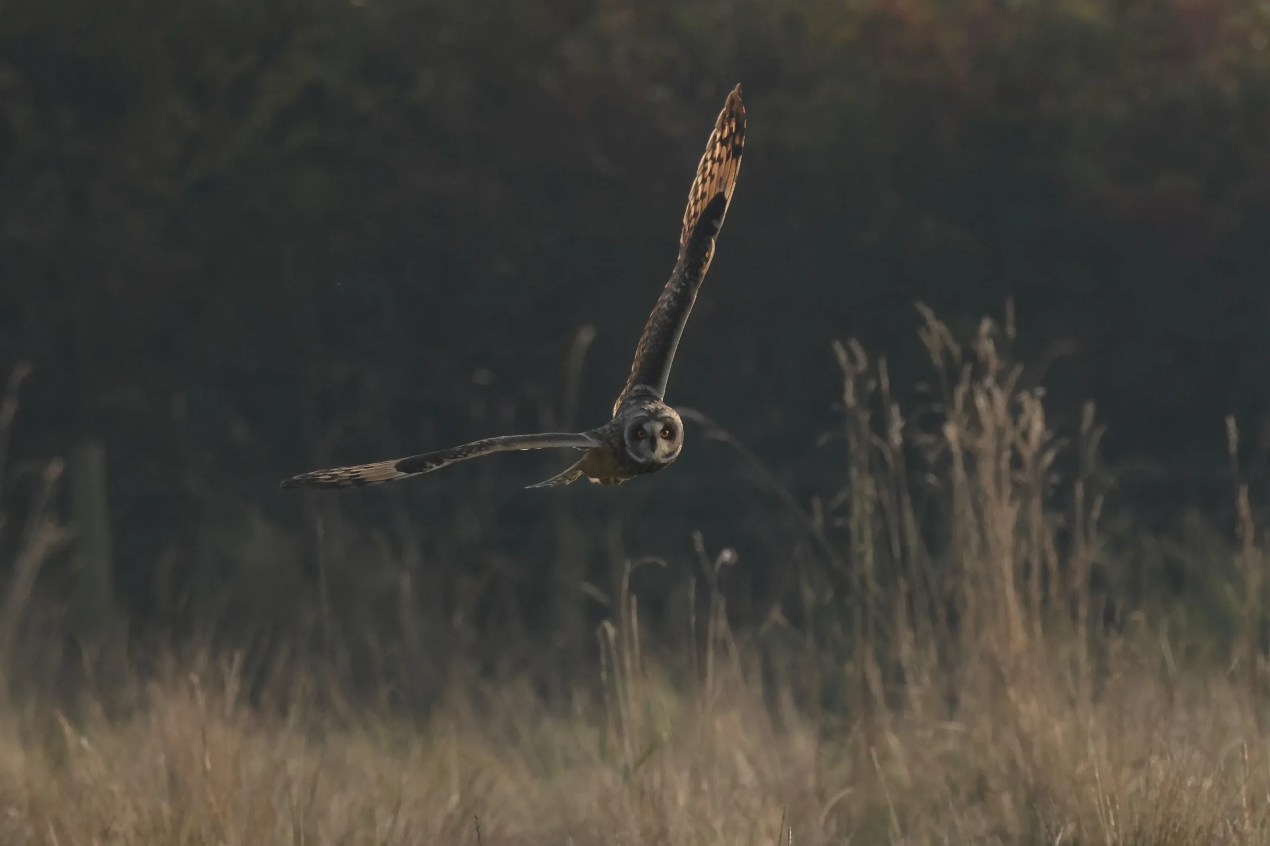 photograph of an owl in flight
