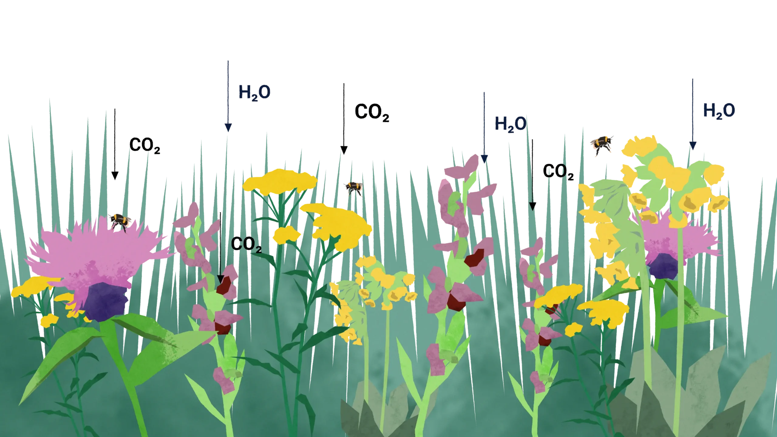 Natural Capital