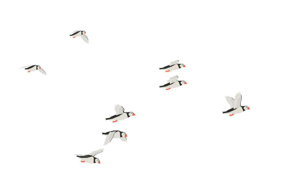 Flock of Puffins flying
