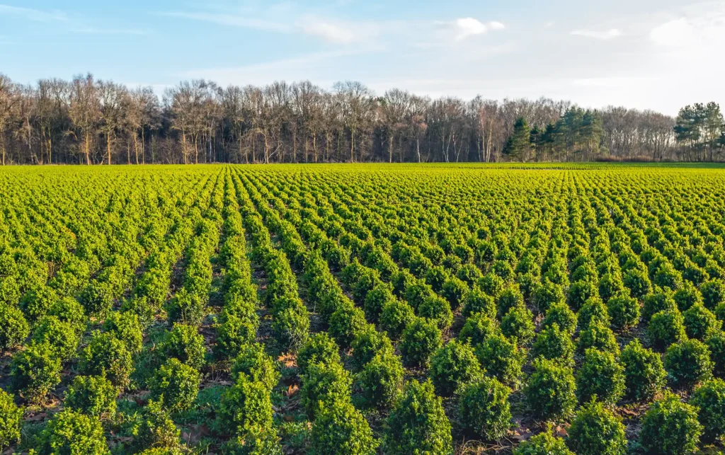 Tree nursery