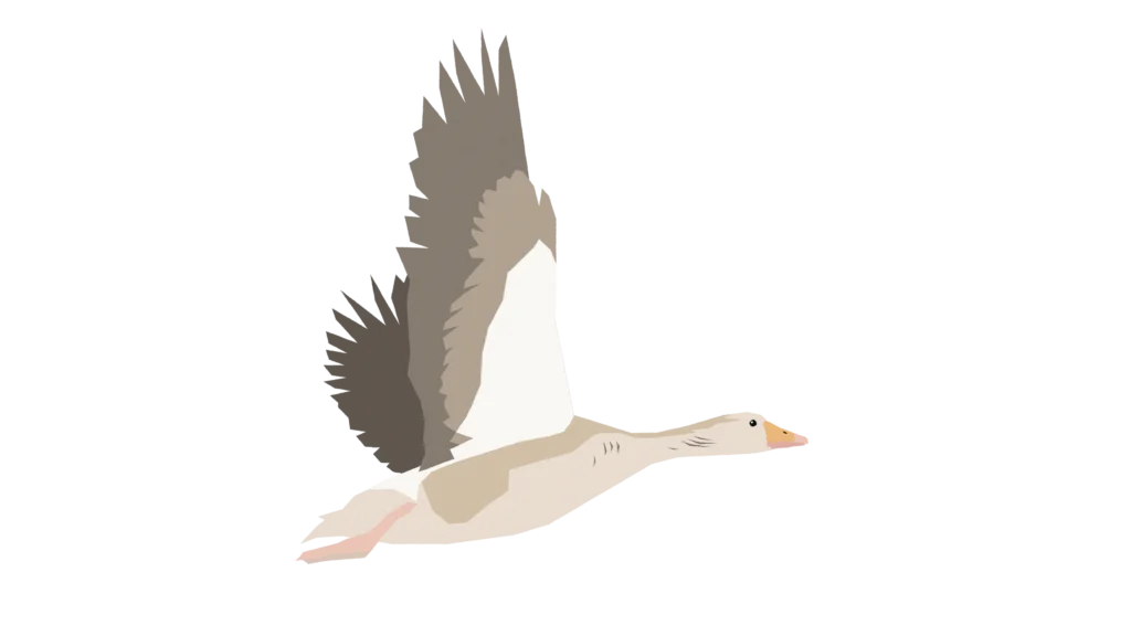 illustration of a pink footed goose
