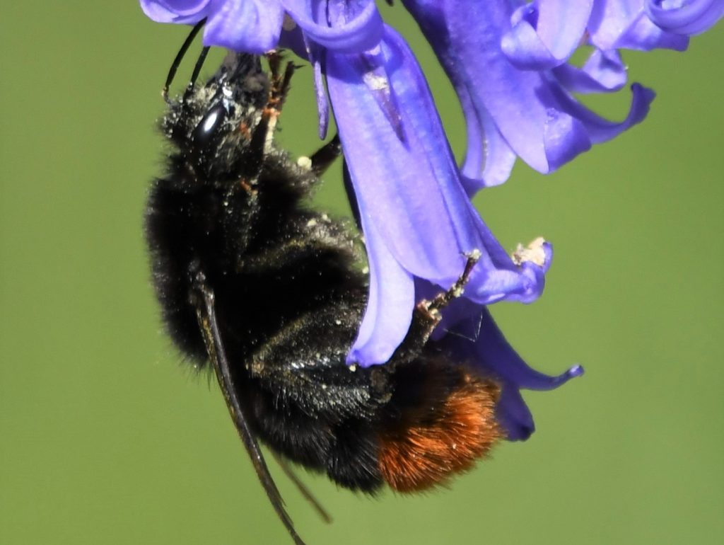 Bumblebee on bluebell