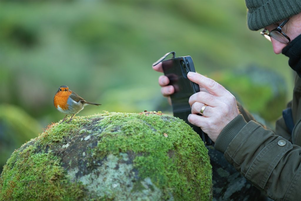 A photographer's close encounter with a bold robin on a mossy stone